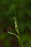 Roan Mountain sedge